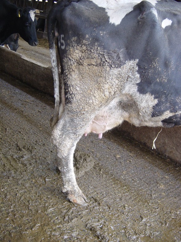 Cleanliness In Dairy Cows Assurewel